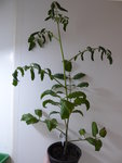 P1000131Gelbe Chinesische Coctailtomate.JPG