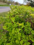 Hecke.jpg