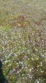 Wiesenblüte.webp