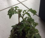 IMG_0161.JPG
