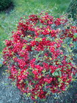 DSC05790.jpg