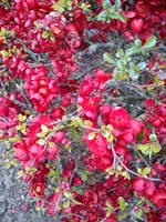 DSC05789.webp