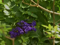 2018-05-10 Sonnenstunden 133.webp