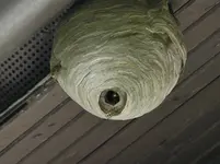 2017-07-20 Hornissen 173.JPG