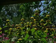 2017-06-08 Brandkraut 003.webp