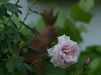 2017-06-12 Rosengarten 028.webp