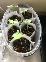 Hibiscus Sabdariffa sämlinge.jpeg.webp