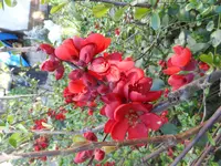 SAM_1632.webp