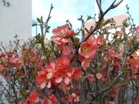 SAM_1635.webp