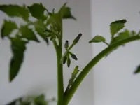 P1000132Gelbe Chinesische Coctailtomate Knospe.webp