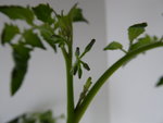 P1000132Gelbe Chinesische Coctailtomate Knospe.JPG