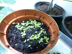 P1000133Vanillebasilikum.JPG