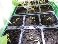 P1000134Tagetes.webp