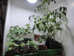 P1000135Anzuchtkiste.JPG