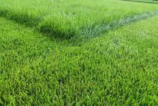 letztes jahr sommer (Groß).webp