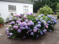 DSC02814.webp