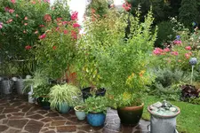 Terasse   5119.webp