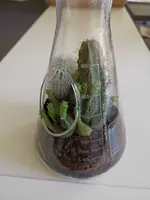 pflanzen-im-glas.webp
