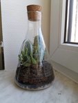 mini-terrarium.jpg