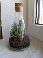 mini-terrarium.webp