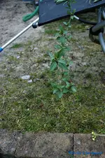 comp_DSC08782.webp