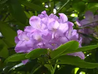 P1120788.webp
