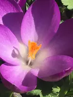 09599812-DCA2-4039-BB45-875DA5AA4AA8.jpeg 09599812-DCA2-4039-BB45-875DA5AA4AA8.jpeg