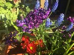 005D2D50-E5B4-468C-A52B-37AD2D824F07.jpeg