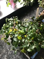bonsai 1.webp