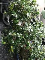 Bonsai 2.webp