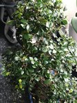 Bonsai 2.jpg