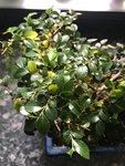 Bonsai 3.jpg