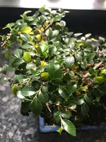 Bonsai 3.webp