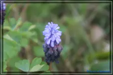 latifolia.webp