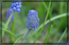 Fantasy Creation.webp
