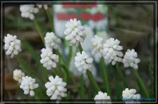Album.webp