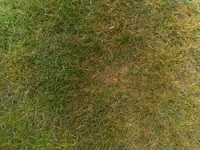 Rasenkrankheiten.webp