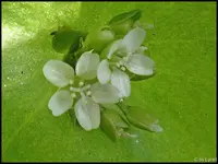 c040.webp