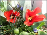 c042.webp
