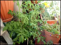 c046.webp