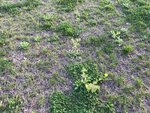 Garten4.jpeg