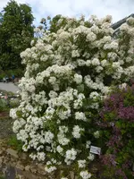 P1120548Orangenblume.webp