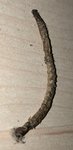 IMG_3083.jpeg