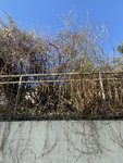 5AEAFFB7-CF6B-485D-B4A4-BD501E363434.jpeg