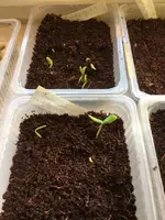 Zucchini aussaat1.webp