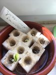 Zucchini aussaat.JPG