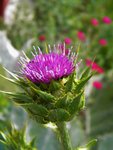 DSCN9201.JPG