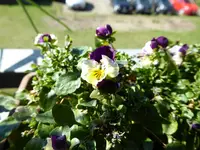 P1000138Hornveilchen.webp