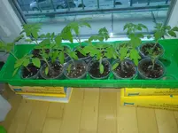 IMG_20200405_193721.webp