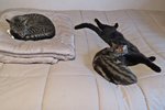 IMG_3676 v - Copy.JPG